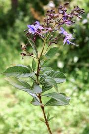 Image result for Rotheca wildii