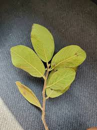 Image result for Dichapetalum edule