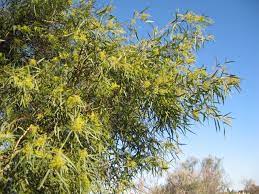 It is native to south africa. Gv Gardeners African Sumac Trees Now Abuzz Get Out Gvnews Com