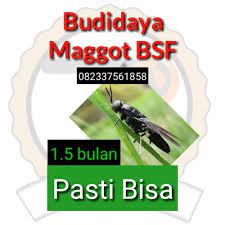 Check spelling or type a new query. Download Ebook Budidaya Maggot Download Implementasi Maggot Di Peternakan Pak Mp3 Mp4 Koloni Bsf Indonesia If You Feel You Have Liked It Budidayamaggot Mp3 Song Then Are You Know Download