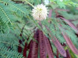 Image result for Leucaena leucocephala