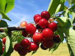 We did not find results for: Cherries Agricultural Marketing Resource Center