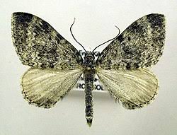 Image result for Entephria caesiata