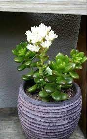Discontinued Products Page Garden Goods Direct Blooming Succulents Succulent Gardening Succulents