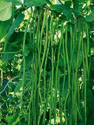 Kacang panjang pada umumnya ditanam di musim hujan, namun bukan berarti kacang panjang tidak cocok untuk ditanam pada musim kemarau, hanya yang terpenting disini adalah bagaimana anda cara menanam dan merawat tanaman kacang panjang supaya mendapatkan hasil yang sesuai. Kalau Menanam Kacang Panjang Begini Pasti Akan Berbuah Lebat Toko Tanaman