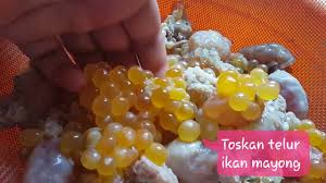 Jilbab cantik ngajakin nakep ikan kontol. Resepi Telur Ikan Duri