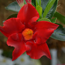 Image result for dipladenie hybrida rio obrázek