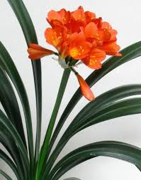 Pests and diseases include scale insects, mealy bug, and rot. Clivia Miniata Jungle Effect Exotics Plants Clivia