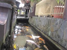 Kisah Unik Inilah Warga Klaten Yang Sulap Selokan Jadi Rumah Koi Hasil Jualan Ikan Capai Rp25