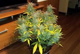This spectrum of light encourages the budding process and helps plants stretch and expand during the early flowering stage. How To Train Auto Flowering Plants For Bigger Yields Grow Weed Easy