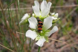 She does this every eight years. Venus Flytraps In North Carolina Are Pollinated By Three Insect Species