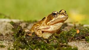 We can go outside without getting chewed up, and it's a lot of fun to watch. What Do Frogs Eat And More Frog Facts Woodland Trust