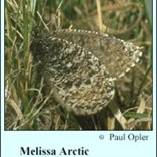 Image result for Melinis effusa