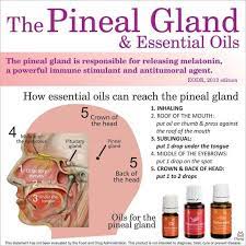 Pin On Young Living Essential Oils