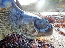 An Olive Ridley Turtle Calls In The Waters Of Saint Martin Faxinfo