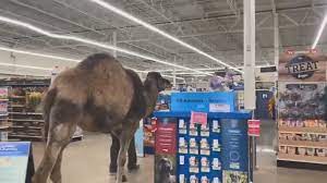 Ann´s parrot is as noisy____ mine than as that. Camel Strolls Through Petsmart In Michigan