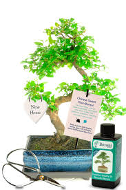 Give a gift to help a friend or family member settle into their new home. New Home House Warming Gifts That Grow Bonsai Trees For Sale Uk