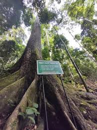 Image result for Dipterocarpaceae