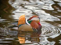 It usually inhabits areas near lakes, ponds and rivers, but it can be also found in broadleaf and coniferous forests and near the urban areas. Rare Bird Rare Duck Makes Appearance In Assam After Nearly 120 Years What Makes The Mandarin Duck So Entrancing India News