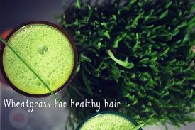 Wheatgrass is the freshly sprouted first leaves of the common wheat plant (triticum aestivum), used as a food, drink, or dietary supplement. Wheatgrass For Hair Growth