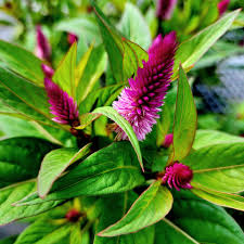 Image result for Amaranthaceae