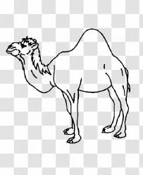 Camel clipart black and white. Camel Train Caravan Png Images Transparent Camel Train Caravan Images