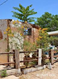 Bird Of Paradise Tree Arizona Beautiful Yellow Bird Of Paradise Caesalpinia Gilliesii Growing In Tombstone Arizona Desert Landscaping Desert Garden Home Landscaping
