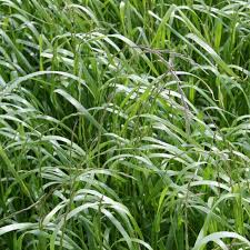 Image result for Lolium multiflorum