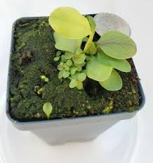 Image result for Utricularia appendiculata