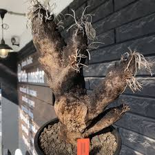 Image result for Xerophyta trichophylla