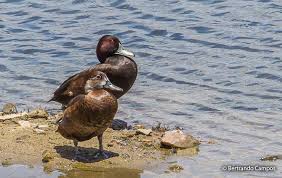 Image result for Erythrococca polyandra