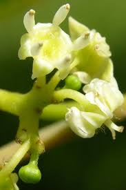 Image result for Hovenia