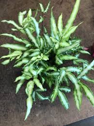 Image result for Pteris cretica