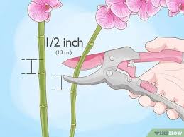 At the end of the blooming season, dendrobium and cymbidium orchids will benefit by having their roots trimmed. How To Prune Orchids 14 Steps With Pictures Wikihow