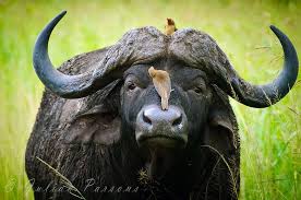 Untitled By Julian Parsons 500px South African Animals African Buffalo Dangerous Animals