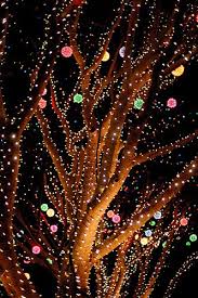 Downtown Disney Christmas Trees Disney Christmas Tree Disney World Christmas Disney Christmas