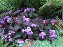 Annie S Annuals Wish List Shade Plants Full Shade Plants Plants