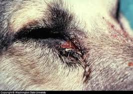 There Are Several Helpful Home Remedies For Dog Eye Infection These Are Outlined In This Article We Have Also Exp Eye Infection In Dogs Dog Remedies Dog Eyes