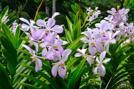 We did not find results for: How To Care For Orchids After Blooming Gardening Dream