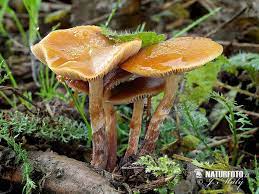 Check spelling or type a new query. Funeral Bell Mushroom Photos Funeral Bell Images Nature Wildlife Pictures Naturephoto