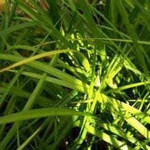 Image result for Chlorophytum perfoliatum