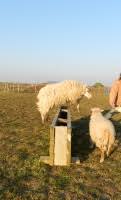 Mais Ils Aiment Quoi Ces Moutons Que Peut On Leur Donner Merci