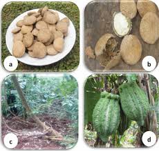 Image result for Telfairia pedata