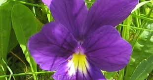 Pensee Des Vosges Flore De Recoin De France Fleurs De Montagne Jardins Flore