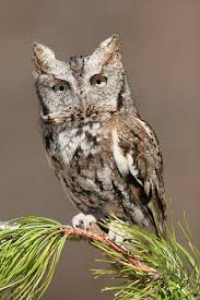 Eastern Screech Owl Wikipedia