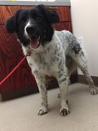 Border collie mix puppies colorado. Found In Foster Border Collie Or Spaniel Mix In Colorado Crossing Yours Info Reach Out To Austin Lost Found Pets Page On Fb Austin