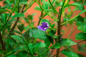 Image result for Brunfelsia australis