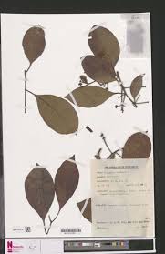 Image result for Syzygium rowlandii