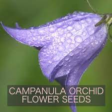Campanula Orchid Flower Seeds Video Flower Seeds Orchid Seeds Orchids