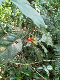 Image result for Allophylus ferrugineus